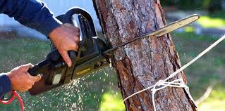 Best Storm Damage Tree Cleanup  in Leadville, CO