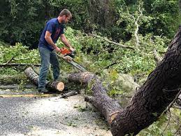 Lawn Maintenance Plans in Leadville, CO