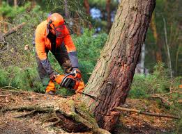 Best Tree Mulching  in Leadville, CO