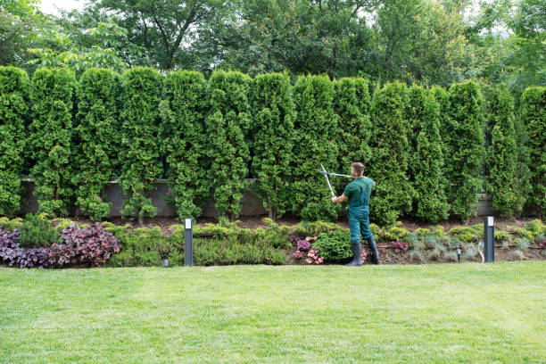Lawn Pest Prevention in Leadville, CO