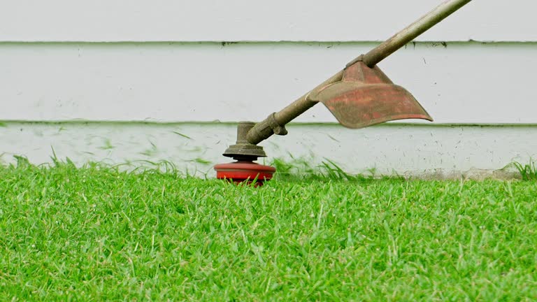 Best Pest Control for Lawns  in Leadville, CO