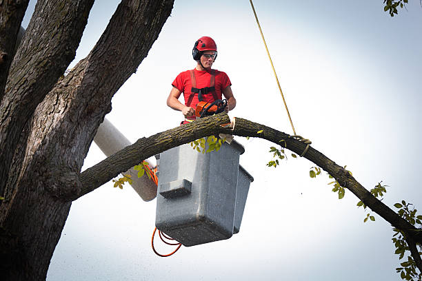 Best Emergency Tree Removal  in Leadville, CO