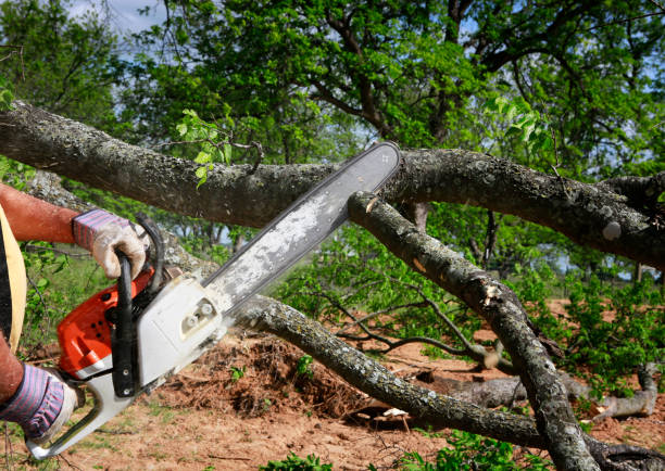 How Our Tree Care Process Works  in  Leadville, CO