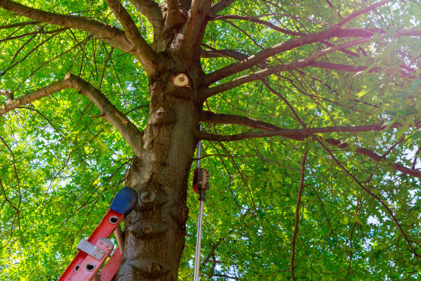 Trusted Leadville, CO Tree Services Experts